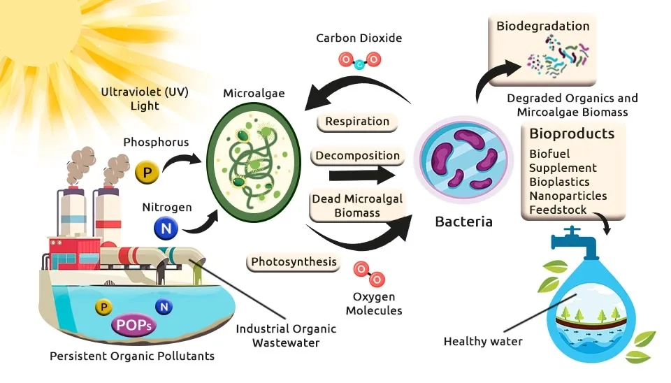 Diagram illustrating the process of biodegradation of Emerging Contaminants (ECs) in wastewater. The diagram shows microalgae and bacteria working together to break down and remove various pollutants from the water.