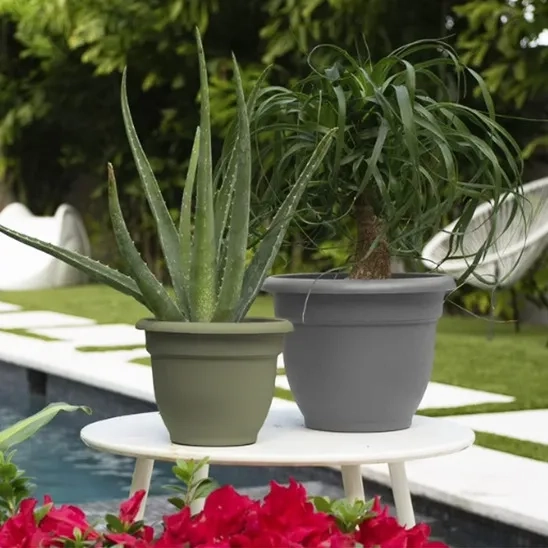  Aloe Vera and Ponytail palm are planted in Bloem plastic self watering planter.