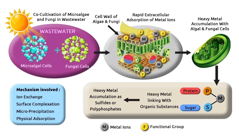 A diagram illustrating the co-cultivation of microalgae and fungi for heavy metal removal from wastewater. The process involves the interaction of microalgal cells and fungal cells with heavy metal ions. Mechanisms involved in heavy metal removal include ion exchange, surface complexation, micro-precipitation, physical adsorption, and accumulation as sulfides or polyphosphates. The diagram also highlights the role of functional groups like protein and sugar in metal binding.