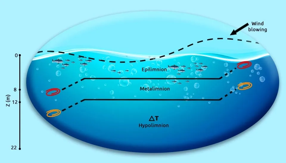 A diagram showing the effects of thermal stratification on a lake ecosystem. It depicts how fish are concentrated in the epilimnion due to oxygen availability, how nutrients are trapped in the hypolimnion, and how greenhouse gas emissions can occur from the hypolimnion.