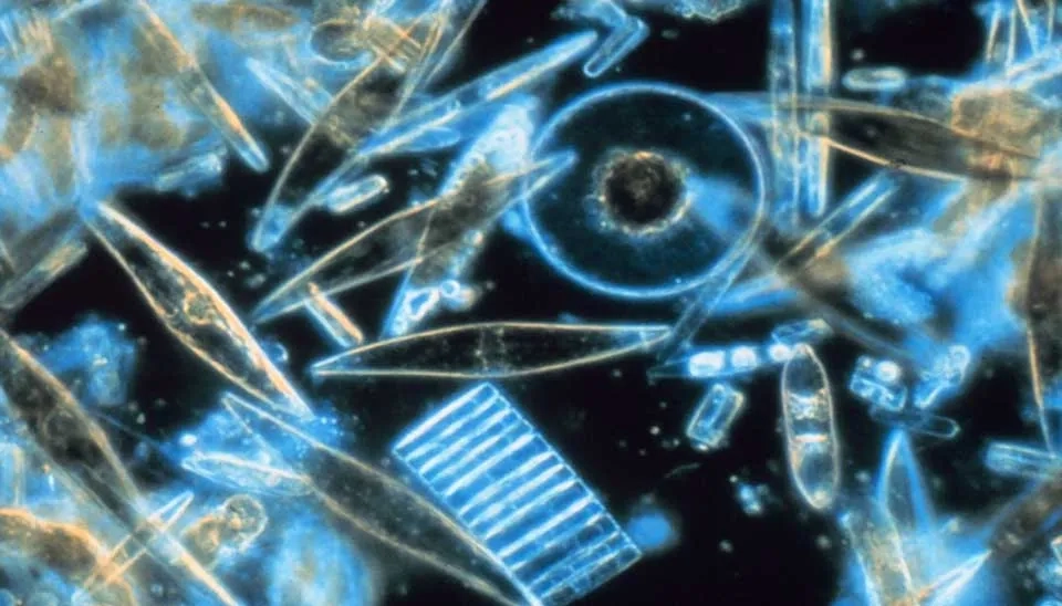 Diagram showing diatom endangerment.  Sediment trapping alters Silicon:Nitrogen ratio, harming diatoms