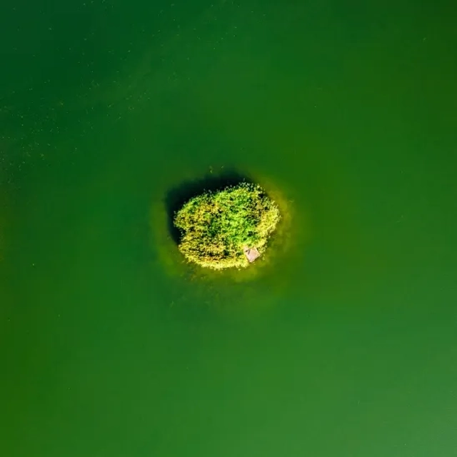 Environmental Triggers of Algal Growth: A Closer Look
