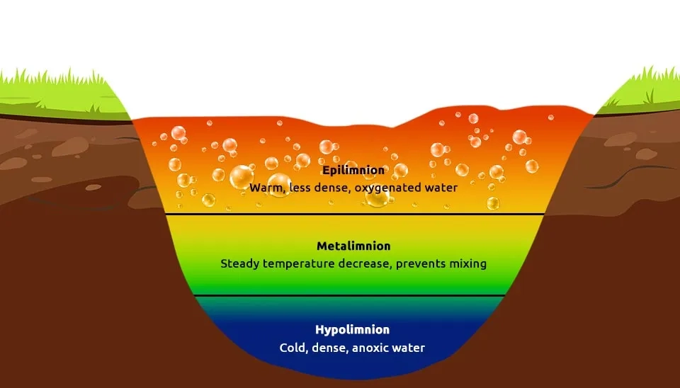 A diagram illustrating the three layers of a thermally stratified lake. The epilimnion is the warm, upper layer with high oxygen levels. The metalimnion (or thermocline) is the transition zone with a rapid temperature decrease, which prevents mixing. The hypolimnion is the cold, deep layer with low oxygen levels.