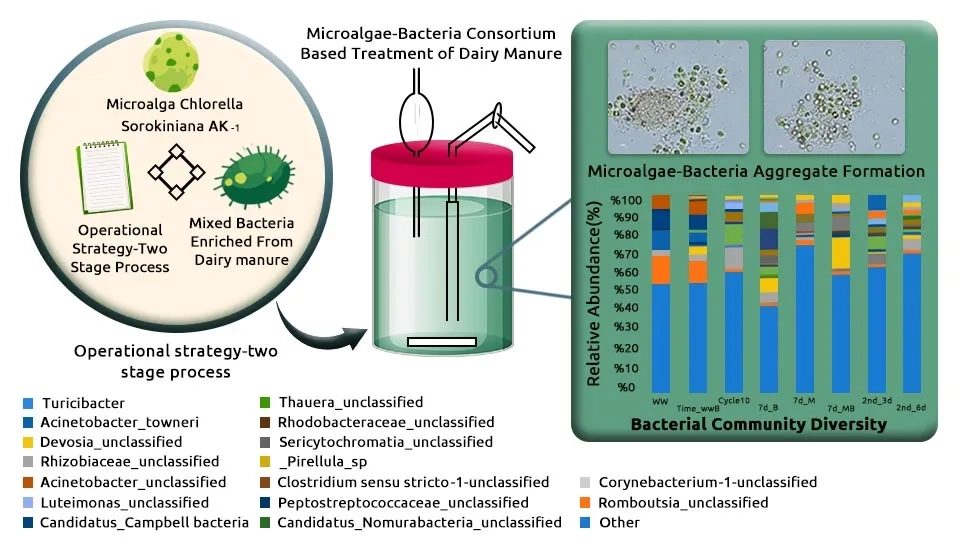 A diagram showing different combinations of microalgae and bacteria species used in consortia for treating dairy manure wastewater. Each combination is labeled with a code (e.g., CC-A, CC-PP).