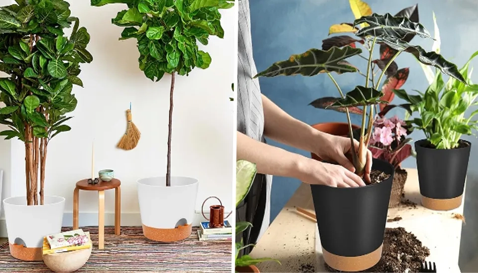 indoor plants are cultivated in the GARDIFE Self Watering Plant Pots.