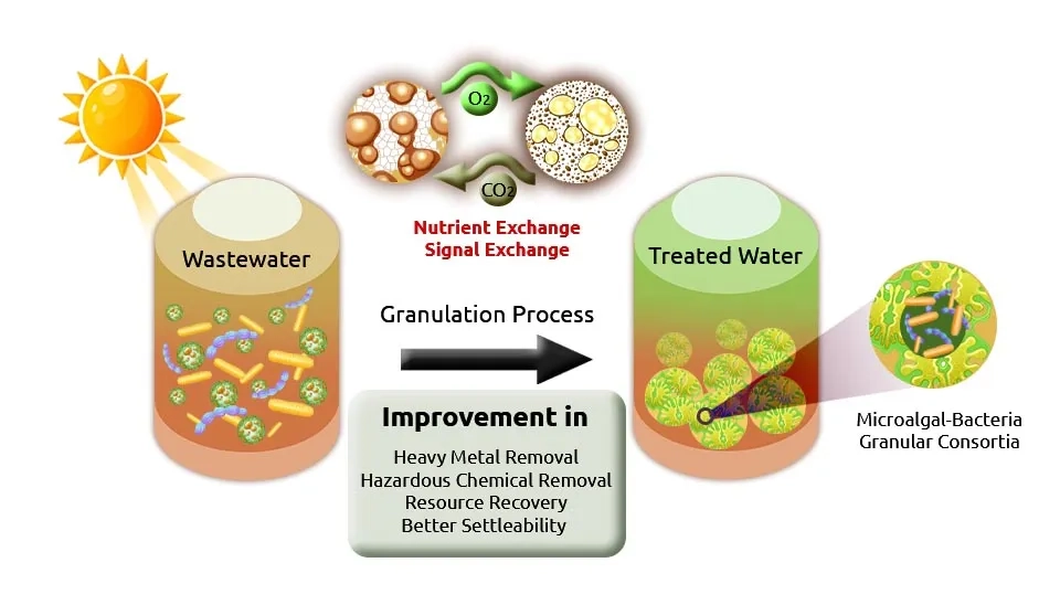 A diagram illustrating the granulation process for improving wastewater treatment using microalgae-bacteria consortia. The process involves the formation of dense, compact granules containing both microalgae and bacteria. These granules facilitate nutrient exchange, signal exchange, and enhance the removal of heavy metals, hazardous chemicals, and improve resource recovery. The diagram shows the transformation of wastewater into treated water through this granulation process.