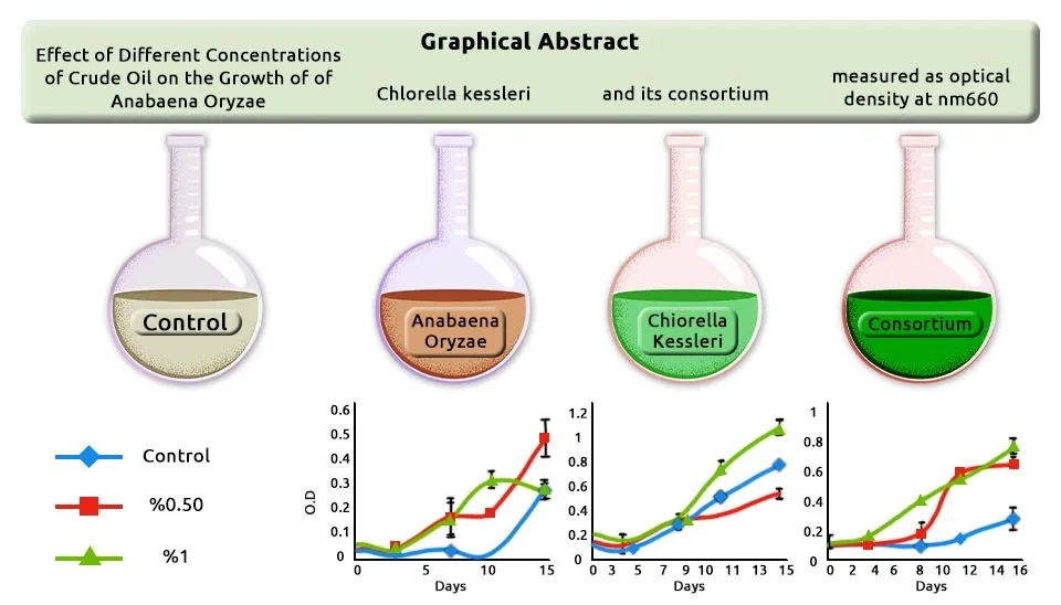 A graphical abstract showing the growth of three microorganism cultures: Anabaena Oryzae, Chlorella kessleri, and a consortium of both, in the presence of different concentrations of crude oil (0%, 0.5%, and 1%). The growth is measured as optical density at nm660 and plotted over time in days.