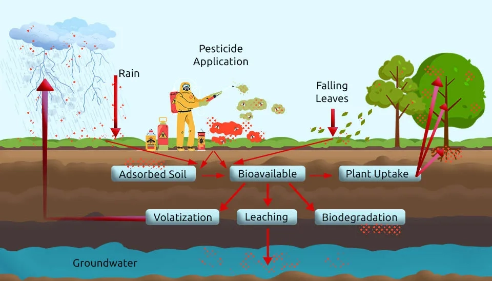 How fertilizers and pesticides absorb soil and reach groundwater