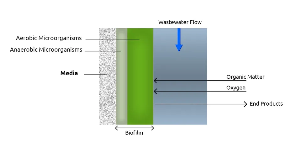 Illustration of Biological Process in Trickling Filters