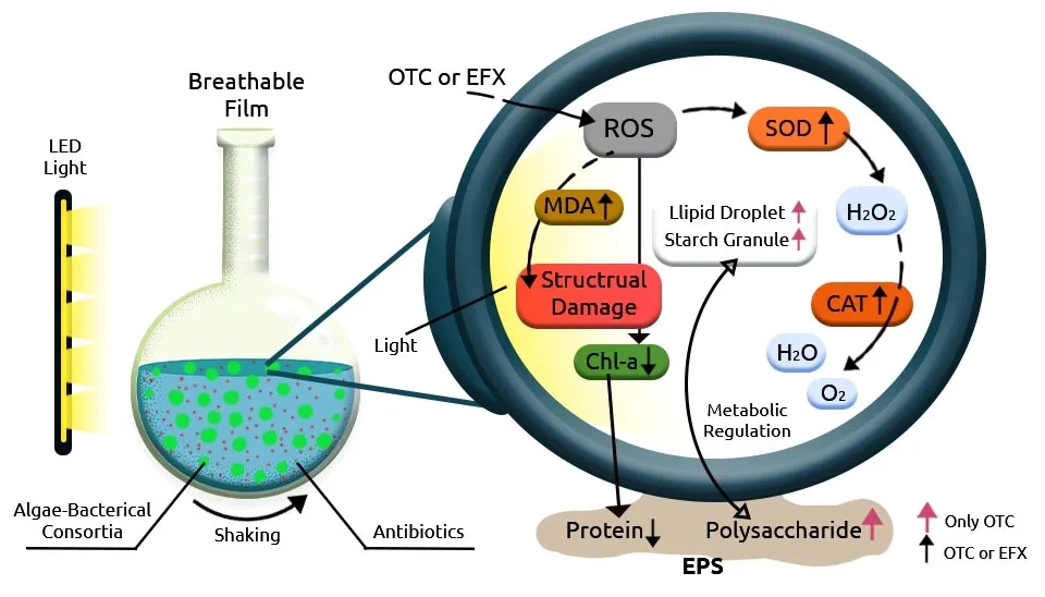 A diagram illustrating the impact of antibiotics (Oxytetracycline (OTC) or Enrofloxacin (EFX)) on a microalgae-bacterial consortium. The diagram shows a flask containing the consortium under LED light and shaking conditions. The introduction of antibiotics leads to increased production of reactive oxygen species (ROS), oxidative stress, and damage to cellular components like chlorophyll (Chl-a), proteins, polysaccharides, and cell structure. The diagram also shows the role of antioxidant enzymes like superoxide dismutase (SOD) and catalase (CAT) in mitigating the effects of antibiotics.