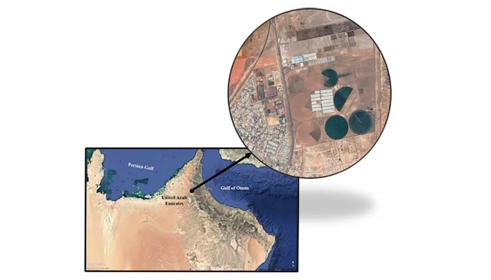 Map of the United Arab Emirates (UAE) highlighting the location of the wheat farm in Al-Ain State