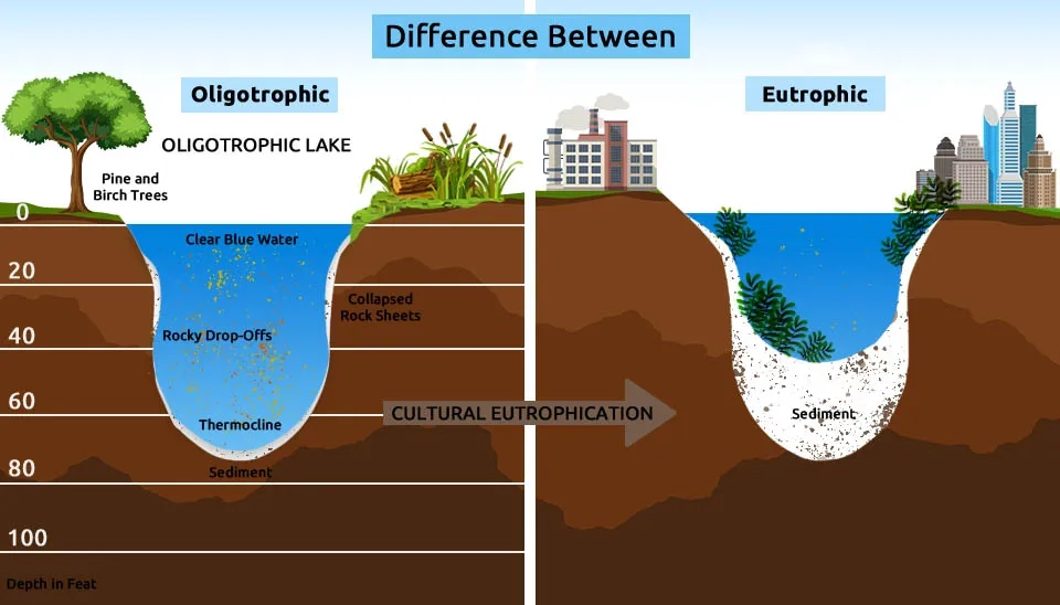 Oligotrophic lake (left, pre-sediment trapping, clear water) vs. Eutrophic lake (right, post-sediment trapping effect, murky with sediment), depicting marine oligotrophication.