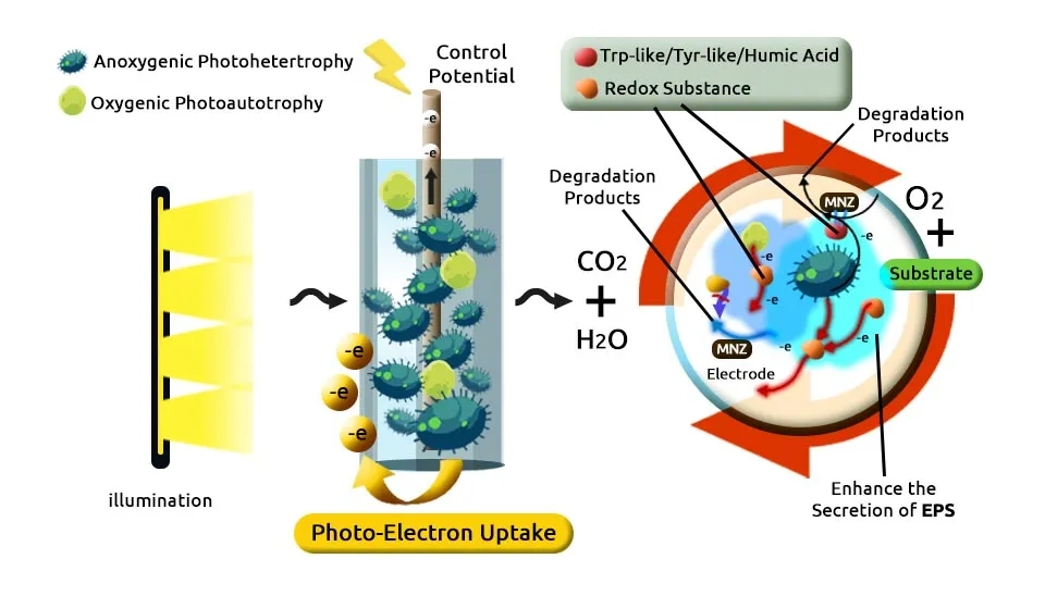 A diagram illustrating the mechanism of Metronidazole (MNZ) removal in a photo-electrochemical system. The system utilizes a photosynthetic biofilm composed of both oxygenic and anoxygenic phototrophs. The diagram shows how MNZ is degraded through various pathways, including photo-electron uptake, redox reactions, and the production of degradation products. The role of different components like the electrode, illumination, and extracellular polymeric substances (EPS) in the removal process is also depicted.