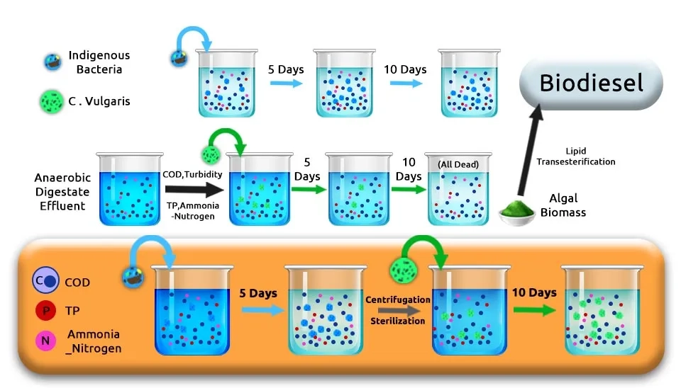 A diagram illustrating the treatment of anaerobic digestate effluent using a consortium of C. vulgaris and indigenous bacteria. The diagram shows the removal of pollutants such as COD, TP, and ammonia over 10 days, resulting in the production of algal biomass. The final stage involves lipid transesterification of the algal biomass to produce biodiesel.