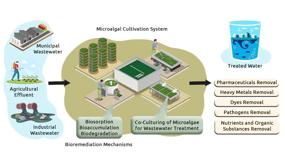 A diagram illustrating a microalgae cultivation system for wastewater treatment. The diagram includes labels for key components such as the photobioreactor, light source, aeration system, and nutrient input. The text "Microalgae Cultivation System" is also visible in the image.