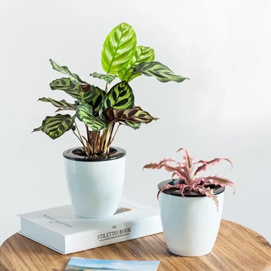 Two Mkono Self Watering Planter Pots are placed.