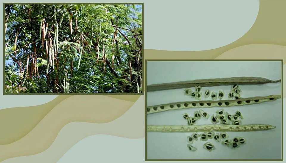 Moringa oleifera tree and seeds