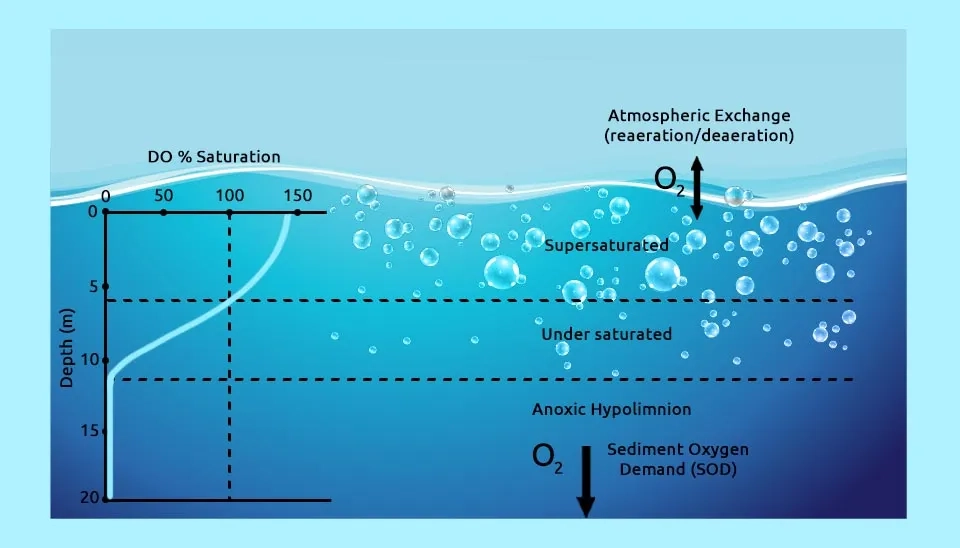 A diagram illustrating the vertical profile of dissolved oxygen (DO) concentration in a lake. It shows a zone of supersaturation near the surface due to atmospheric exchange, followed by an undersaturated zone. At depth, the hypolimnion becomes anoxic due to sediment oxygen demand (SOD) and limited oxygen diffusion.