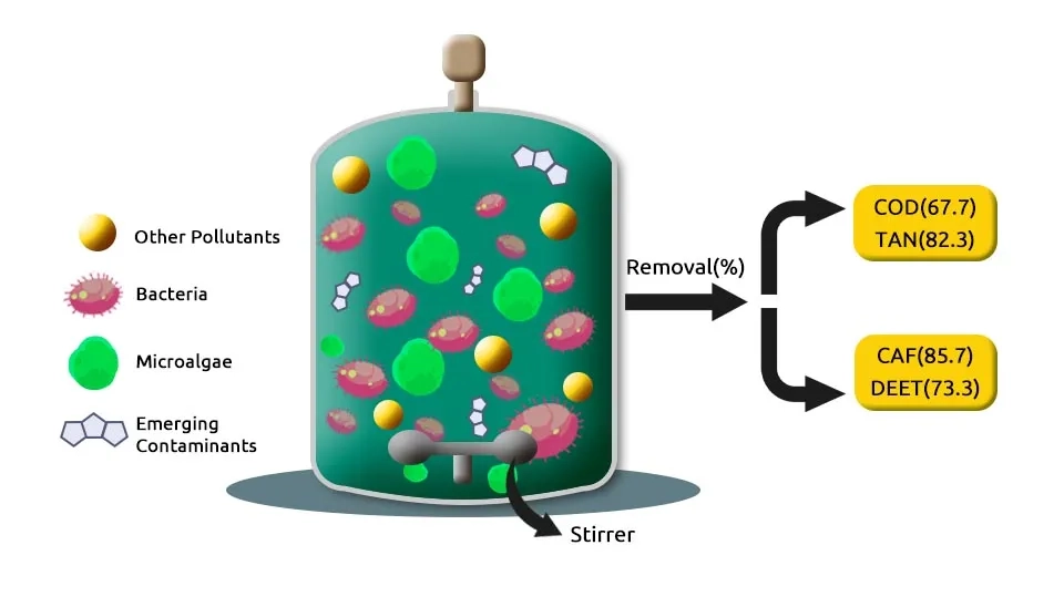 An illustration of a bioreactor containing a mixture of microalgae, bacteria, and emerging contaminants. The bioreactor is equipped with a stirrer to ensure proper mixing. Arrows indicate the removal of pollutants, including COD (Chemical Oxygen Demand), TAN (Total Ammonia Nitrogen), CAF (Carbamazepine), and DEET (N,N-Diethyl-meta-toluamide), from the system. The percentage values next to the pollutants indicate the removal efficiency.