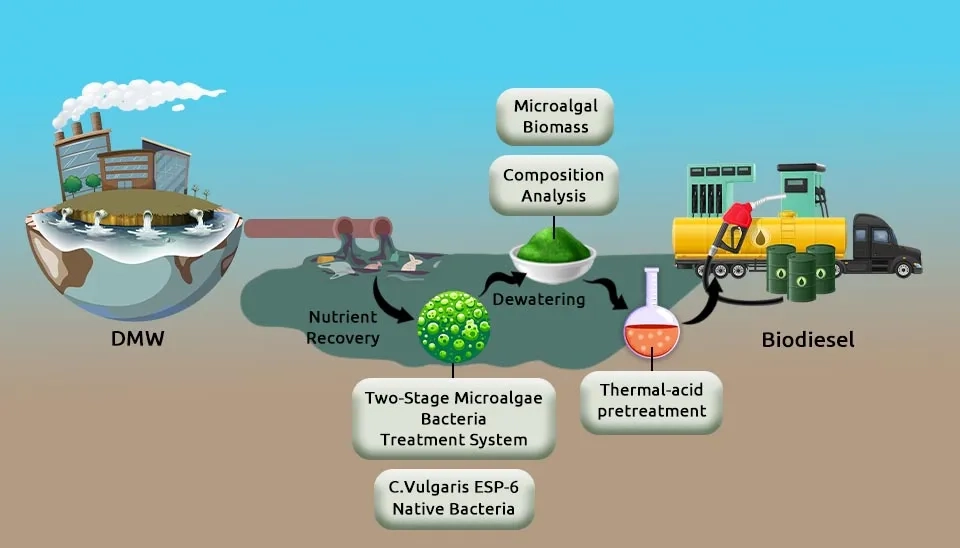 A diagram illustrating a two-stage process for treating dairy manure wastewater (DMW). The first stage involves a two-stage microalgae-bacteria treatment system using C. vulgaris ESP-6 and native bacteria for nutrient recovery. The second stage focuses on microalgal biomass composition analysis, dewatering, thermal-acid pretreatment, and finally, the conversion of the treated biomass into biodiesel.