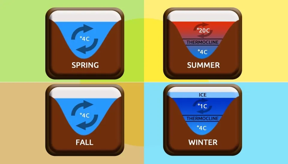 Diagram illustrating the seasonal changes in water temperature and stratification in a lake. Spring and fall show a mixed lake with uniform temperature. Summer shows a stratified lake with an epilimnion, thermocline, and hypolimnion. Winter shows an ice-covered lake with a thermocline beneath the ice.