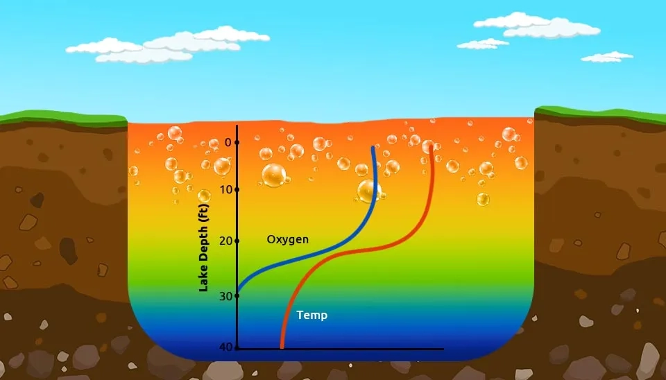 A diagram illustrating the correlation between temperature and dissolved oxygen (DO) concentration in a lake. It shows that both temperature and DO decrease with increasing depth due to thermal stratification and limited oxygen diffusion.