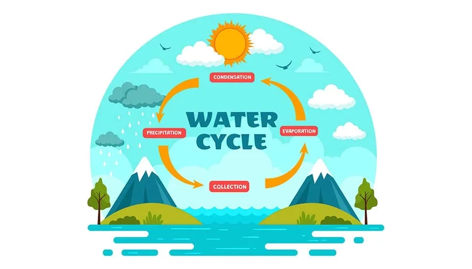 A diagram of the water cycle showing the continuous movement of water through evaporation, condensation, precipitation, and collection