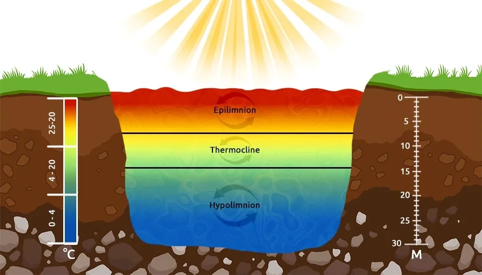 A diagram illustrating thermal stratification in a lake. The epilimnion is the warm, upper layer. The thermocline is the transition zone with a rapid temperature change. The hypolimnion is the cold, deep layer.