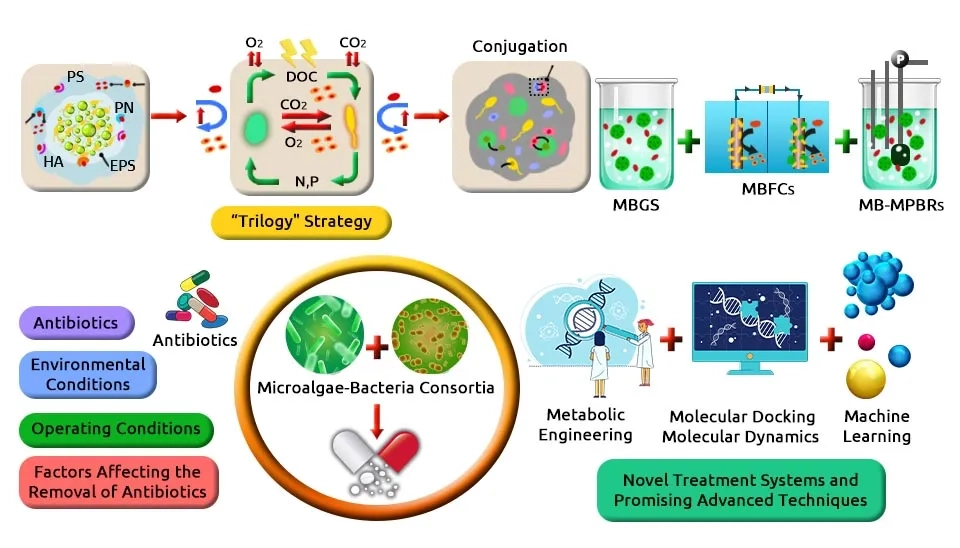 A diagram illustrating the "Trilogy Strategy" for enhanced antibiotic removal. This involves: 1) Conjugation for genetic improvement, 2) Metabolic Engineering to optimize degradation, and 3) Computational tools (Molecular Docking, Dynamics, and Machine Learning) to predict and optimize removal strategies. The diagram also shows factors influencing antibiotic removal, such as antibiotics, environmental conditions, and operating conditions.