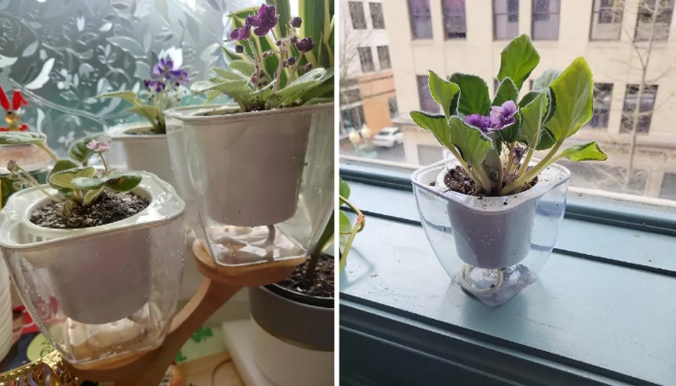 African violets are planted in the Two FENGZHITAO Plastic Self Watering Plant Pots.