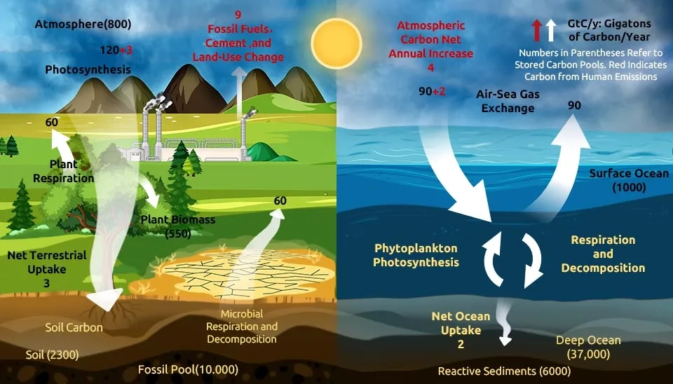 Diagram illustrating the water and carbon cycles on Earth